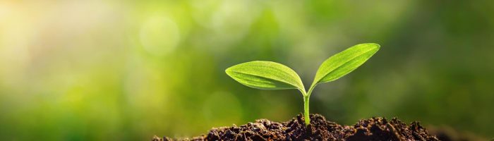 panorama-of-small-trees-planted-with-sunrise-green-world-and-world-day-concept-free-photo